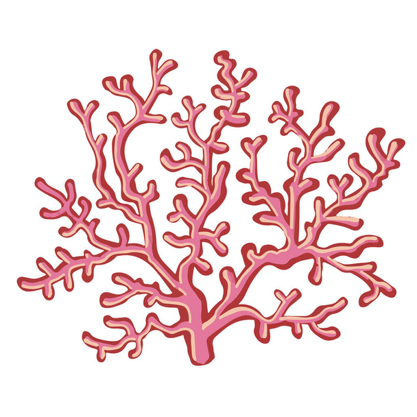 Conjunto de plantas vectoriales marinas, algas dibujadas - Vector, Imagen