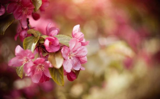 Pink flowers on branch of Apple tree in spring. - Photo, Image