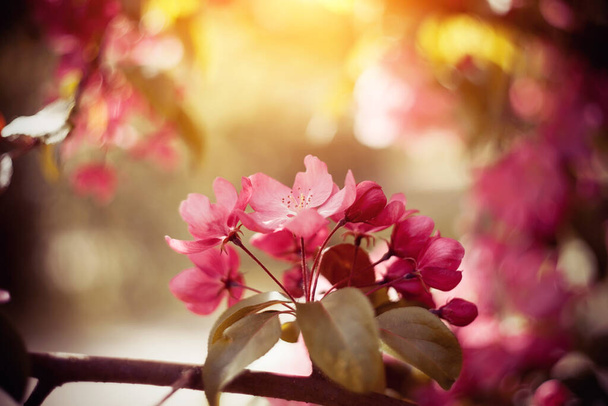 Rama con flores rosadas de manzano en primavera - Foto, Imagen