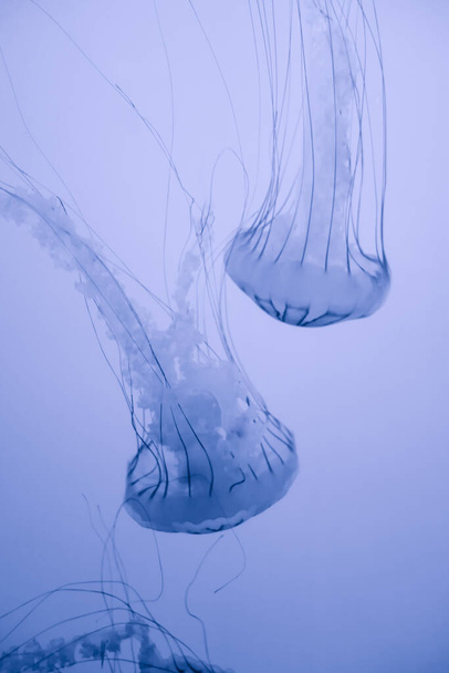 Jellyfish floating in ocean. Macro view, white background - Fotoğraf, Görsel
