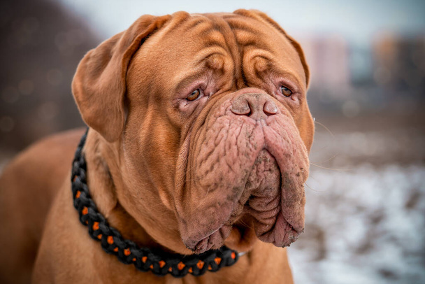 Porträt eines großen Hundes. Perfekter Vertreter der französischen Mastiff Rasse. Bordeaux-Dogge. - Foto, Bild