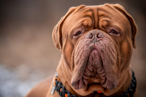 Portrait of a big dog. Perfect representative of the French Mastiff breed. Bordeaux Great Dane. - Photo, Image