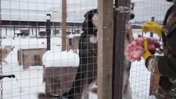 4K beelden slow motion. Grijze Alaska huskies in volières springen van vreugde voordat ze een portie vlees krijgen. Mannelijke vrijwilliger opent een volière en gaat honden voeren. - Video
