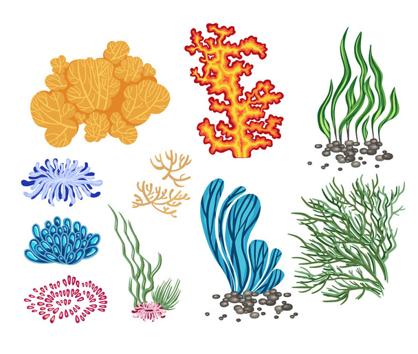 Ensemble de plantes marines, algues dessinées à la main - Vecteur, image