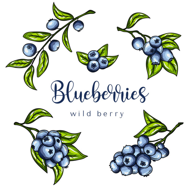 Blueberries. Hand drawn illustration. Vector illustration. - Vector, Image