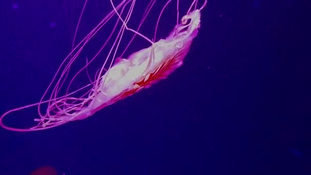Varie meduse velenose galleggianti liberamente in acqua - Filmati, video