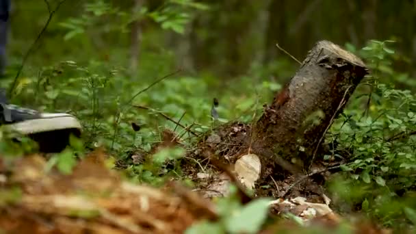 άνθρωπος απομάκρυνση παλιά κούτσουρα πριν από τη φύτευση νέων δέντρων, - Πλάνα, βίντεο