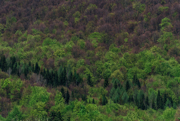 Гірський ліс ранньою весною, як видно з верхів "я гори Біскаді, Польща. - Фото, зображення