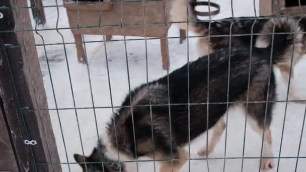 4K beelden slow motion. Schuilplaats voor verlaten honden. Alaska husky kwekerij in de winter. Jonge hond ruikt sneeuw, steekt dan het hoofd op en kijkt zorgvuldig vooruit achter het hek. - Video