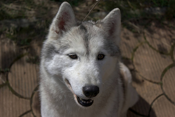 Portrait of a young Siberian Husky - Zdjęcie, obraz