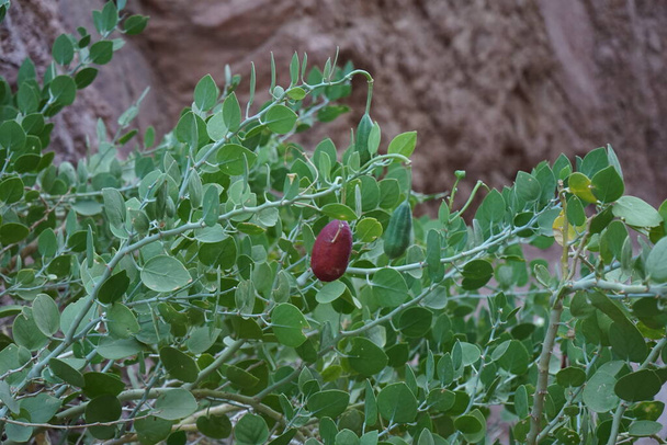 Capparis spinosa, syn. the caper bush, Flinders rose, is a perennial plant that bears rounded, fleshy leaves and large white to pinkish-white flowers. The plant is known for the edible flower buds and the fruit. Dahab, South Sinai Governorate, Egypt - Photo, Image