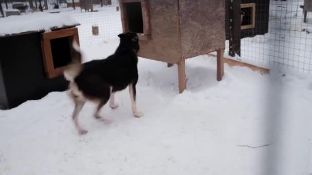 Tierheim für obdachlose Hunde im verschneiten Winter. Der schwarz-weiße Hund bellt in der Voliere, wedelt mit dem Schwanz, springt in die Kabine und zurück und fragt nach seiner Portion Futter. 4K-Filmmaterial. - Filmmaterial, Video