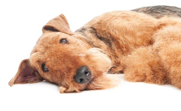 Airedale Terrier dog isolated - Zdjęcie, obraz