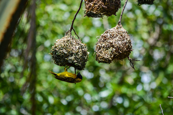 Das Nest der Ploceidae auf dem Baum in der Savanne, Tsavo East, Kenia, Afrika - Foto, Bild