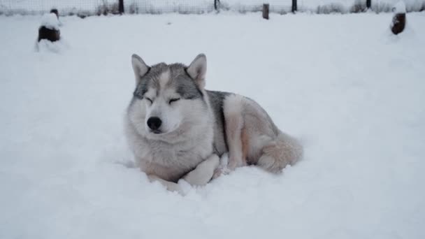 4K felvétel. Bolyhos szibériai husky szürke fehér szín fekszik a hó télen, és elalszik. Északi lovaglás fajta pihen, és egyre erő és energia. - Felvétel, videó
