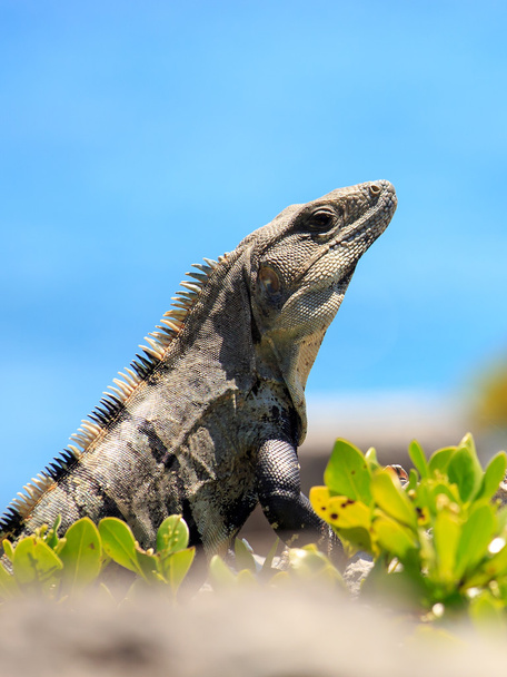 Mexican Iguana - Photo, Image