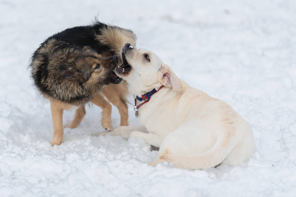 Dva psi labrador a hnědý voříšek skotačit ve sněhu.  - Fotografie, Obrázek