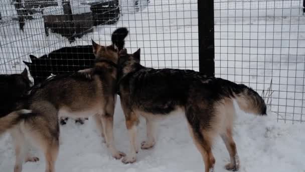 4K beelden. Kennel van noordelijke sledehonden van mestizos Alaskan husky. Honden staan in de winter achter het hek in de sneeuw en snuiven elkaar onder hun staart. Ze zijn nieuwsgierig.. - Video