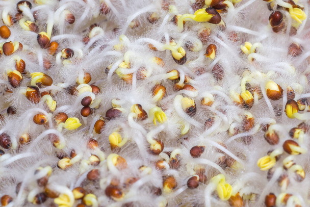 Broccoli sprouts covered with white fuzz. Home sprouts cultivation. Healthy food background. - Photo, Image