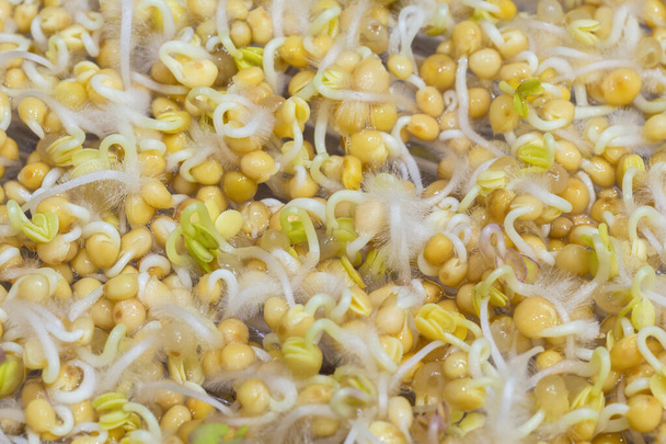 Germinação de sementes de mostarda para brotos. cultivo de microgreens em casa. Fundo alimentar. - Foto, Imagem
