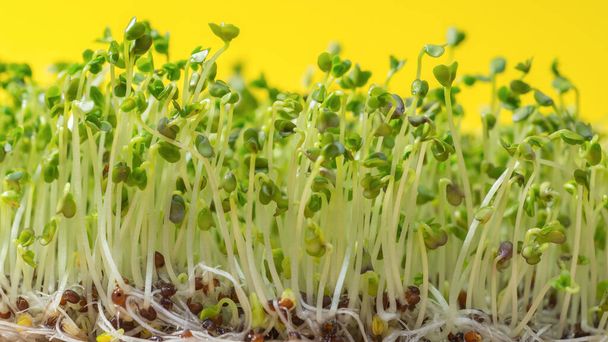 Broccoli sprouts isolated on yellow background. Healthy food concept. - Foto, imagen