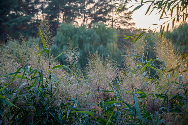 Sfeervolle zomerfoto van een groen veld met aartjes onder het zonlicht. Textuur met veldspikeletten in warme tinten. Zomer achtergrond met veldplanten. - Foto, afbeelding