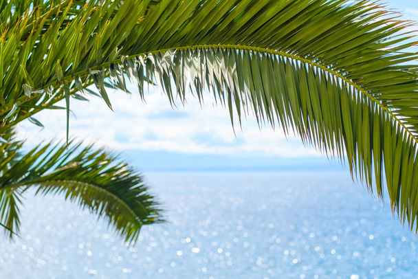 Palmun rehevä oksa roikkuu kimaltelevaa merivettä vasten - Valokuva, kuva