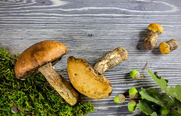 Fresh forest mushrooms - Photo, Image