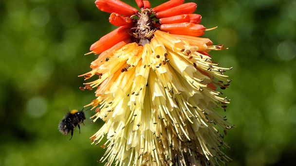 Μέλισσα σε ένα κόκκινο ζεστό πόκερ Kniphofia σε πλήρη άνθιση σε έναν κήπο  - Φωτογραφία, εικόνα