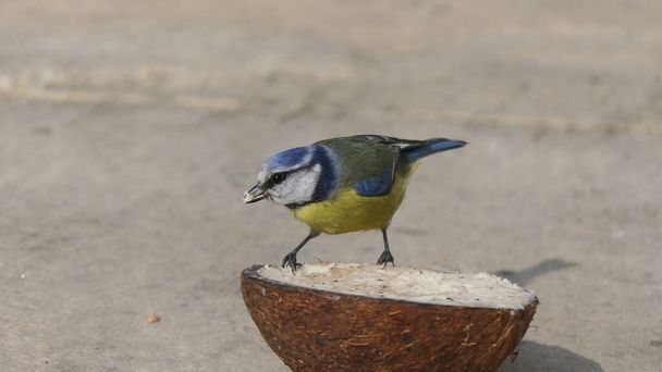 Blue Tit eating from a Coconut Suet Shell on the ground in UK - 写真・画像