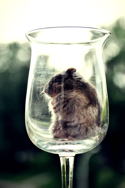 pequeño hámster gris se sienta en una copa de vino lado esponjoso - Foto, Imagen