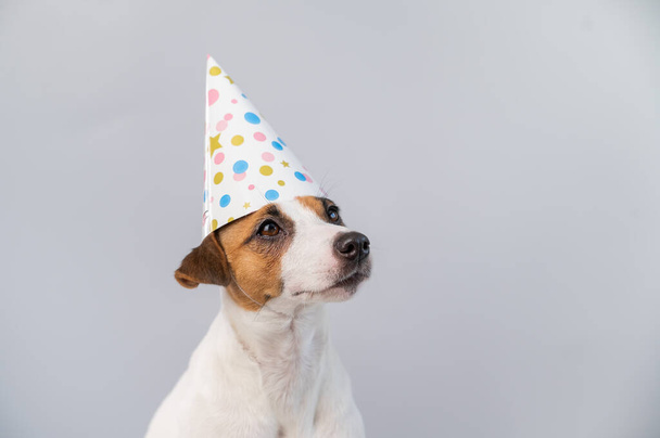 Cane con cappello di compleanno su sfondo bianco. Jack Russell Terrier festeggia un anniversario - Foto, immagini