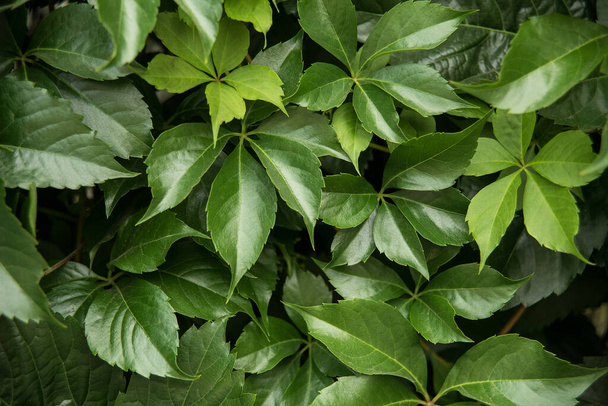 Green Leaf Background. leaves of grapes. Toning, soft focus, close up background mode. - Foto, Imagem