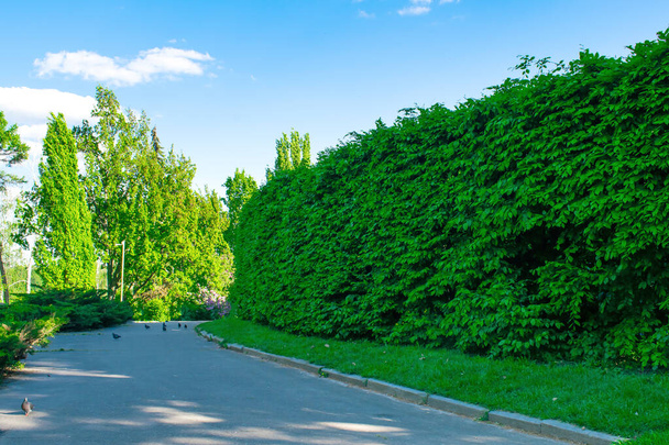 Длинный ряд высоких вечнозеленых деревьев, зеленый забор вдоль тропинки, дорога в городском парке, лес. Ландшафтный дизайн. - Фото, изображение