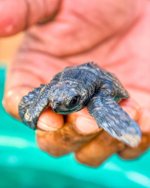 Żółw morski w Unawatuna - Zdjęcie, obraz