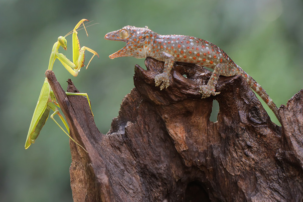 Genç bir Tokay Gecko, kuru odunların üzerinde dua eden bir peygamberdevesini avlıyor. Bu sürüngenin bilimsel adı Gekko gecko.  - Fotoğraf, Görsel
