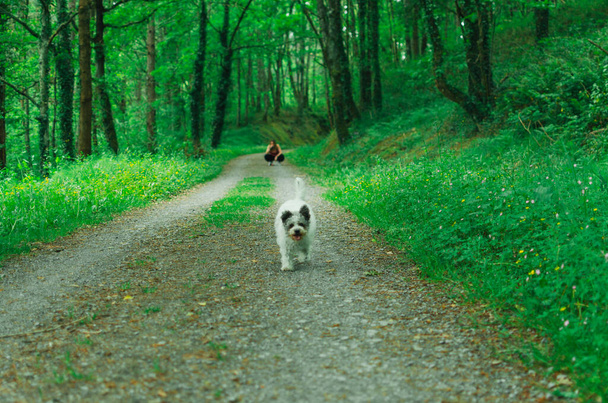 woman walking dog on leash in the park - Фото, изображение