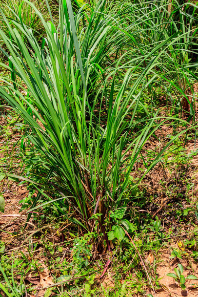 Cymbopogon, también conocido como hierba de limón, hierba de alambre de púas, cabezas sedosas, hierba Cochin, hierba Malabar, cabezas aceitosas, hierba citronela o hierba fiebre, creciendo en el jardín - Foto, Imagen