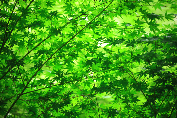 Photo pour fond de feuilles d'érable vert frais avec belle gradation verte - Photo, image