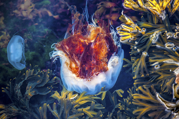 медузи, seydisfjordur iceland19
 - Фото, зображення