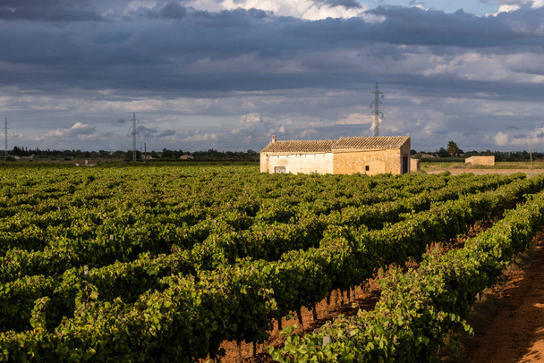 ряд виноградников и инструментальный дом, Санта-Мария-дель-Ками, Майорка, Балеарские острова, Испания - Фото, изображение