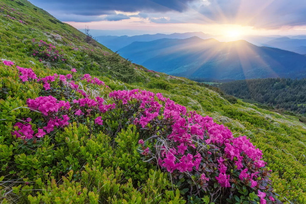Rhododendronblüten bedecken im Sommer die Bergwiesen. Orangefarbenes Sonnenaufgangslicht, das auf einem Vordergrund leuchtet. Landschaftsfotografie - Foto, Bild