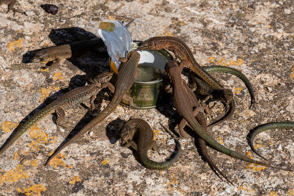 консервированные ящерицы, Природный парк Sa Dragonera, Майорка, Балеарские острова, Испания - Фото, изображение