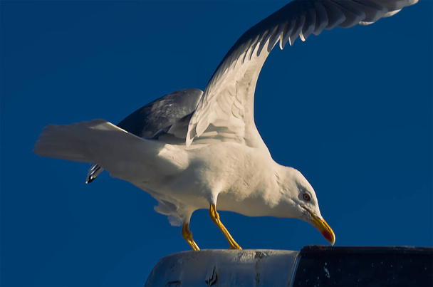 Чайки на узбережжі Атлантики в день зими - Фото, зображення