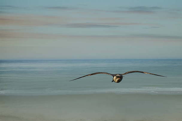 Möwen an der Atlantikküste an einem Wintertag - Foto, Bild