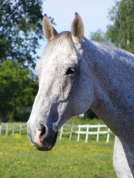 Valkoinen hevonen muotokuva
 - Valokuva, kuva