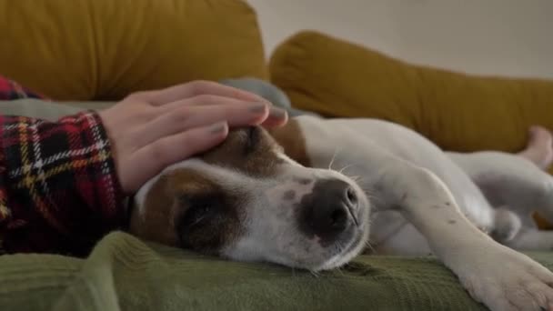 nő simogatás egy kutya a kanapén - Felvétel, videó