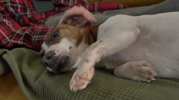 Frau streichelt Hund auf der Couch - Filmmaterial, Video