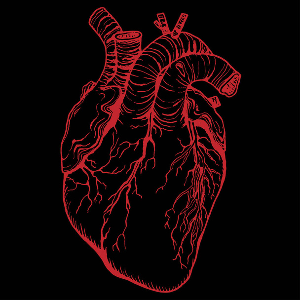 Esboço cardíaco. Ilustração vetorial. Coração vermelho em preto. - Vetor, Imagem
