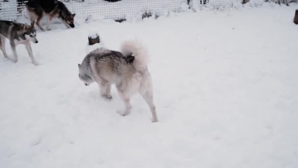 4K felvétel. Északi szánkózó kutyák kennele. Szürke szibériai husky és néhány alaszkai husky járkál a hóban egy madárházban a menhelyen.. - Felvétel, videó
